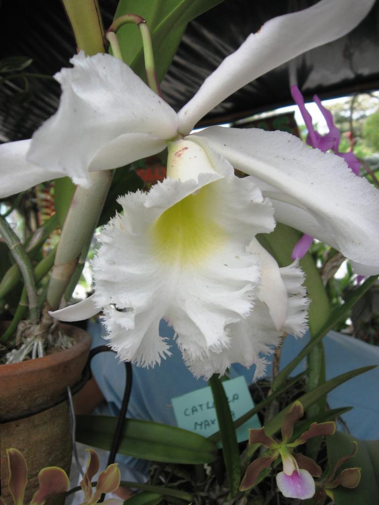 Foto de Chanchamayo, Perú