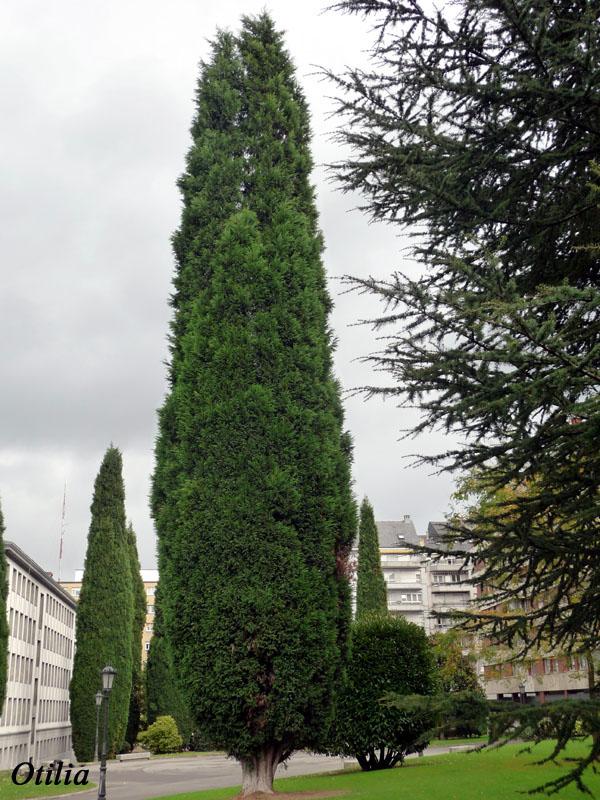 Foto de Oviedo (Asturias), España