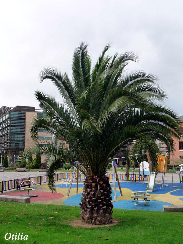 Foto de Oviedo (Asturias), España