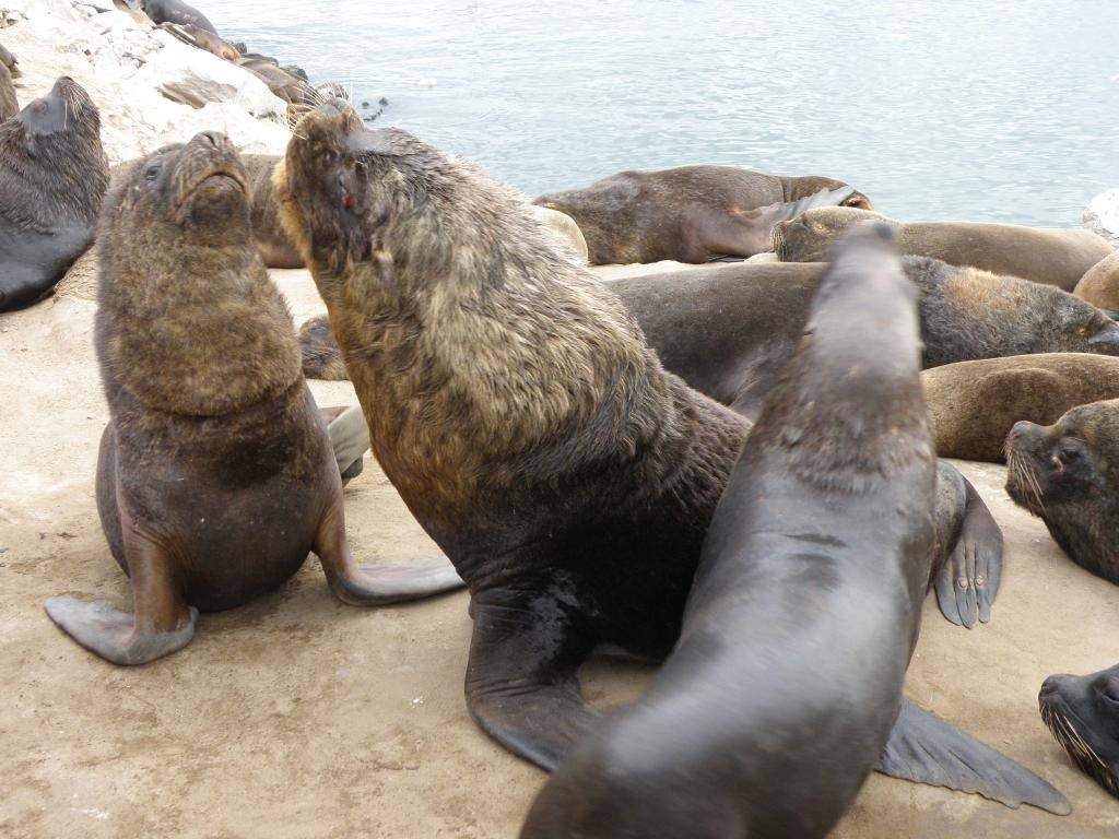 Foto de Mar del Plata (Buenos Aires), Argentina