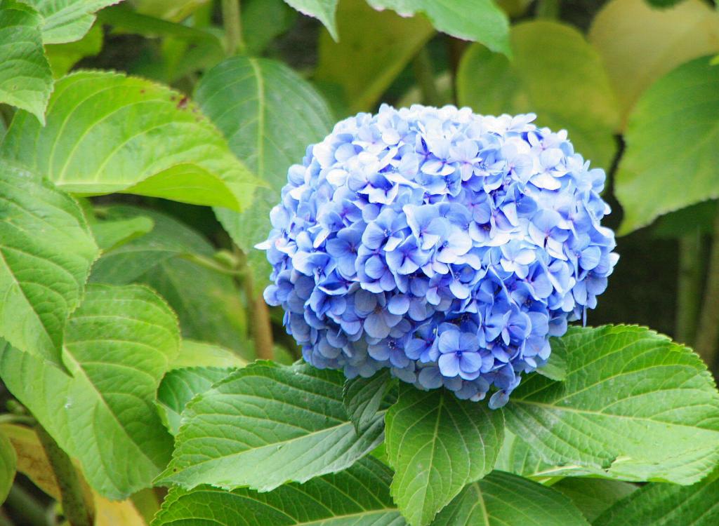 Foto de Baiona (Pontevedra), España