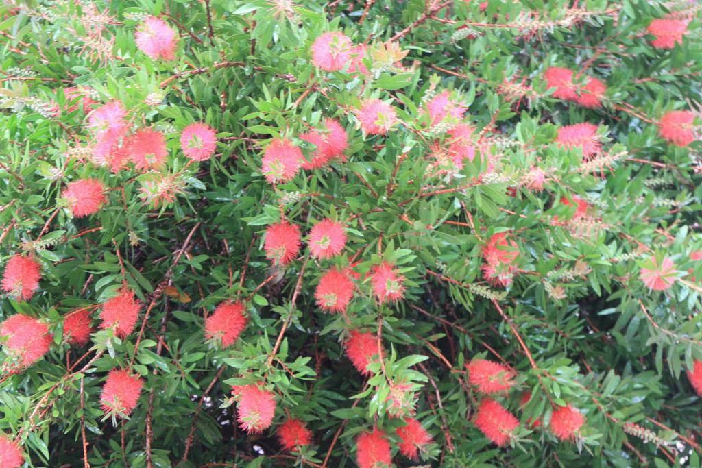 Foto de Baiona (Pontevedra), España