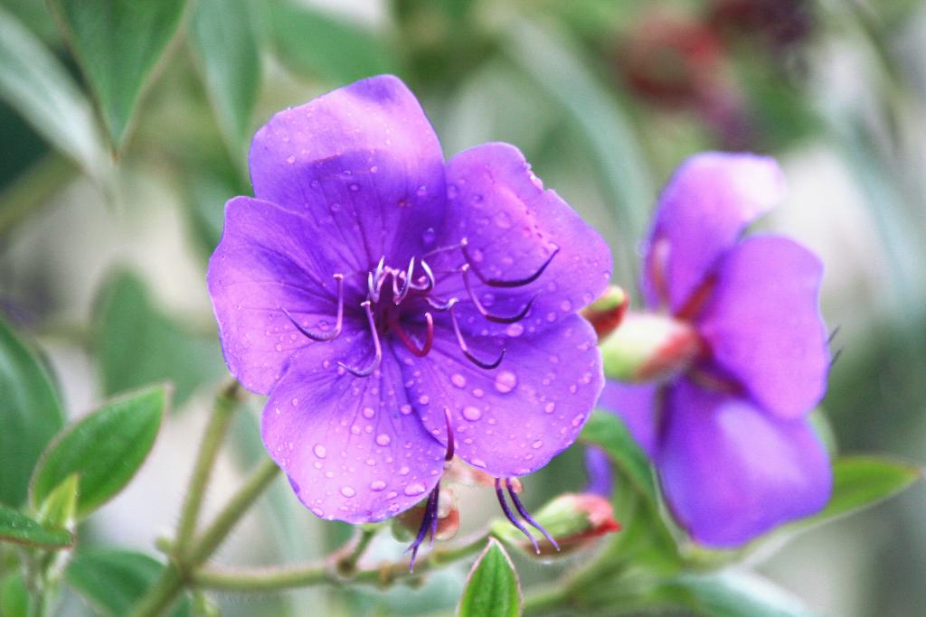 Foto de Vilanova de Arousa (Pontevedra), España