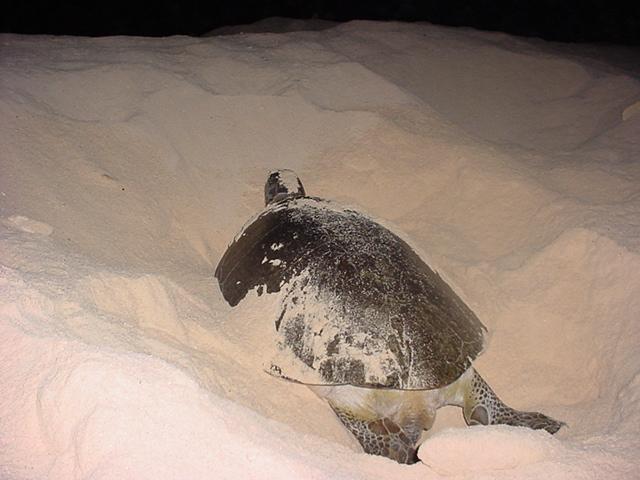 Foto de Isla de Aves, Venezuela