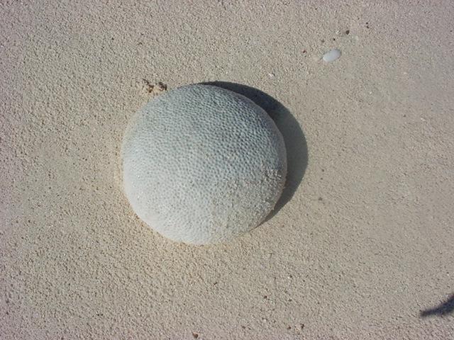 Foto de Isla de Aves, Venezuela