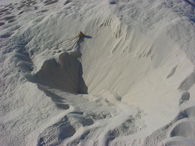 Foto de Isla de Aves, Venezuela