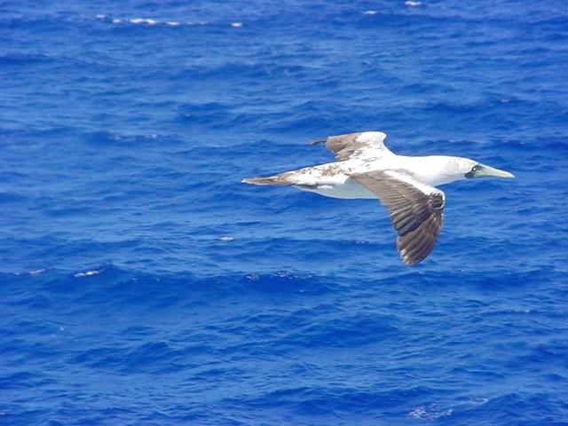 Foto de Isla de Aves, Venezuela