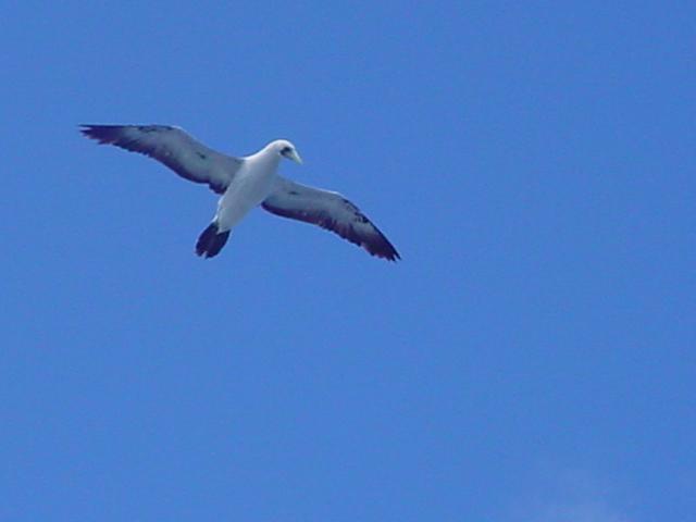 Foto de Isla de Aves, Venezuela