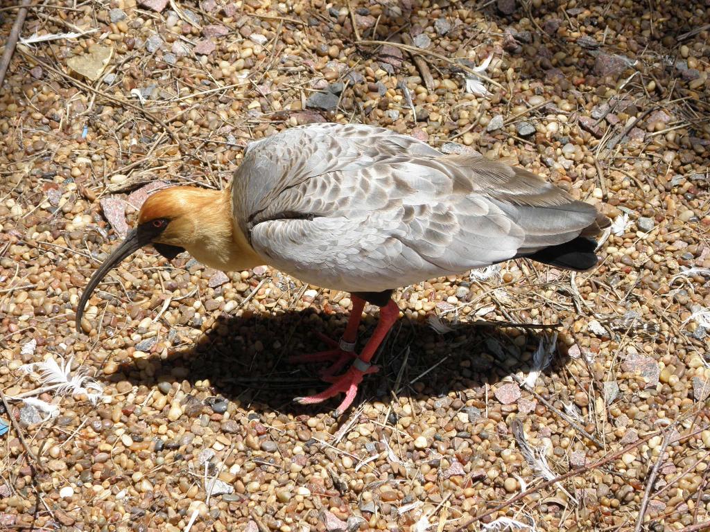 Foto de Belén de Escobar (Buenos Aires), Argentina