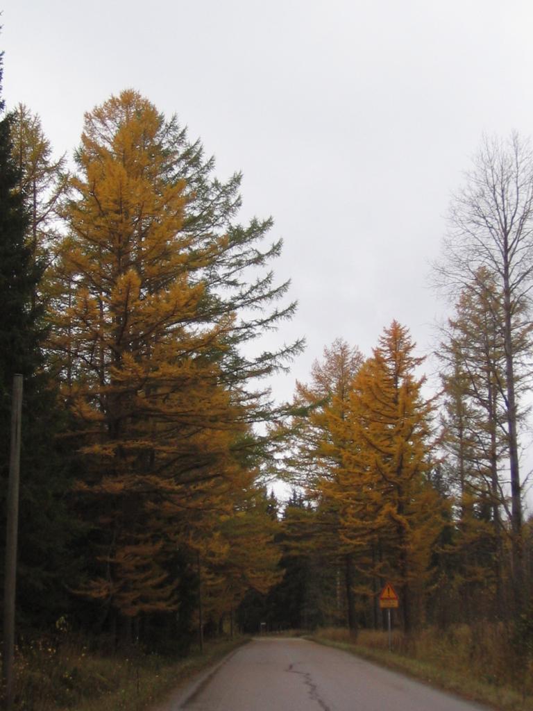 Foto de Haukivuori, Finlandia