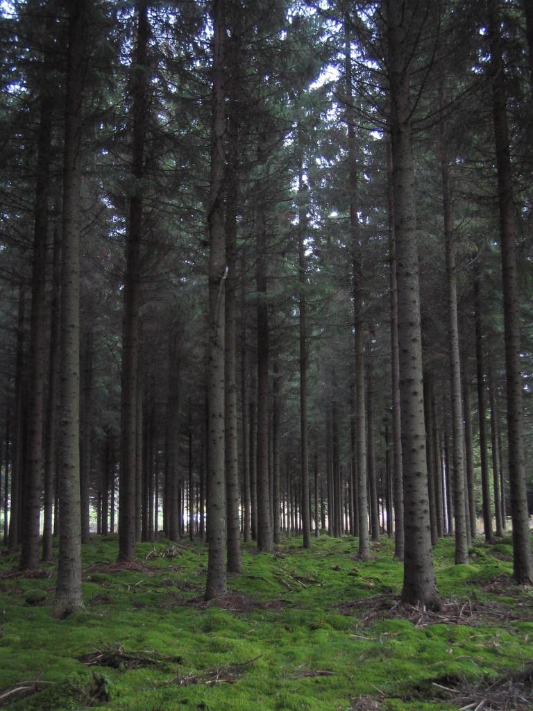 Foto de Haukivuori, Finlandia