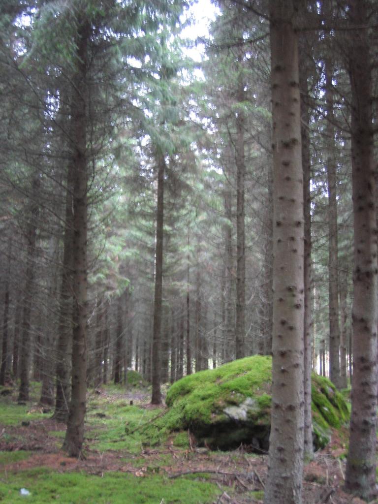 Foto de Haukivuori, Finlandia