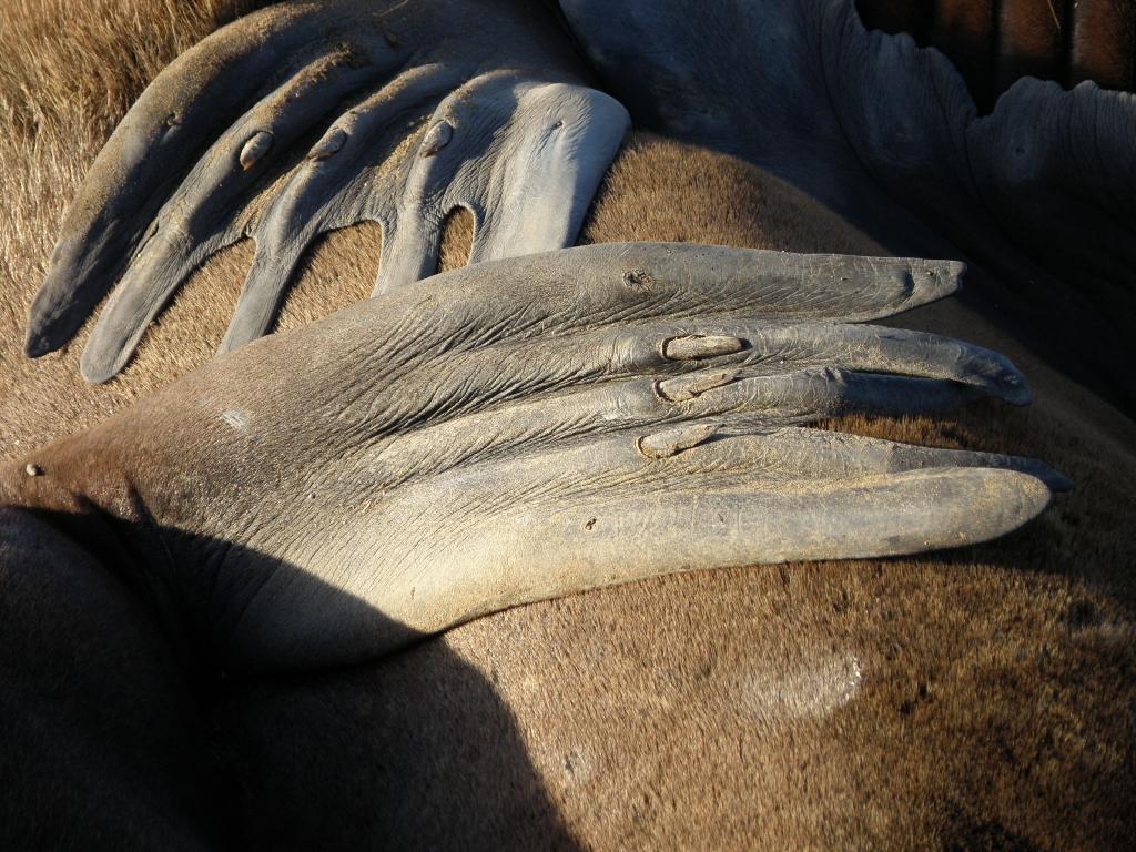 Foto de Mar del Plata (Buenos Aires), Argentina