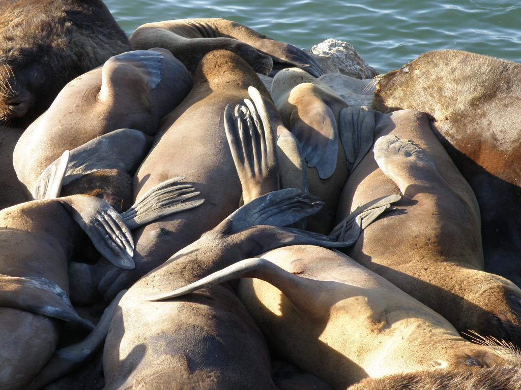 Foto de Mar del Plata (Buenos Aires), Argentina