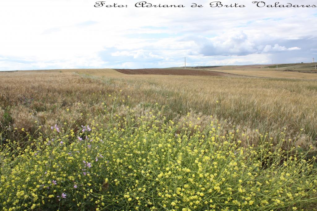 Foto de Chozas de Canales (Toledo), España