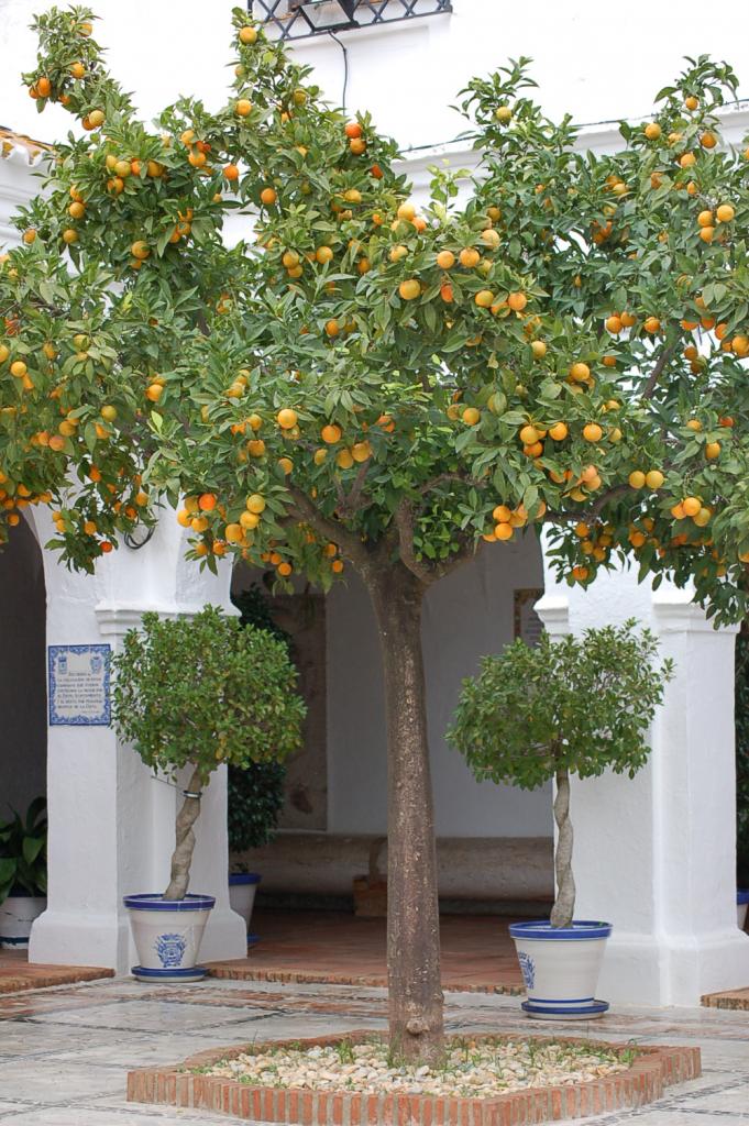 Foto de Huelva (Andalucía), España