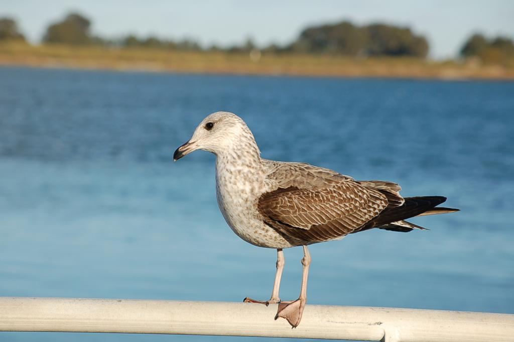 Foto de Vila Real, Portugal