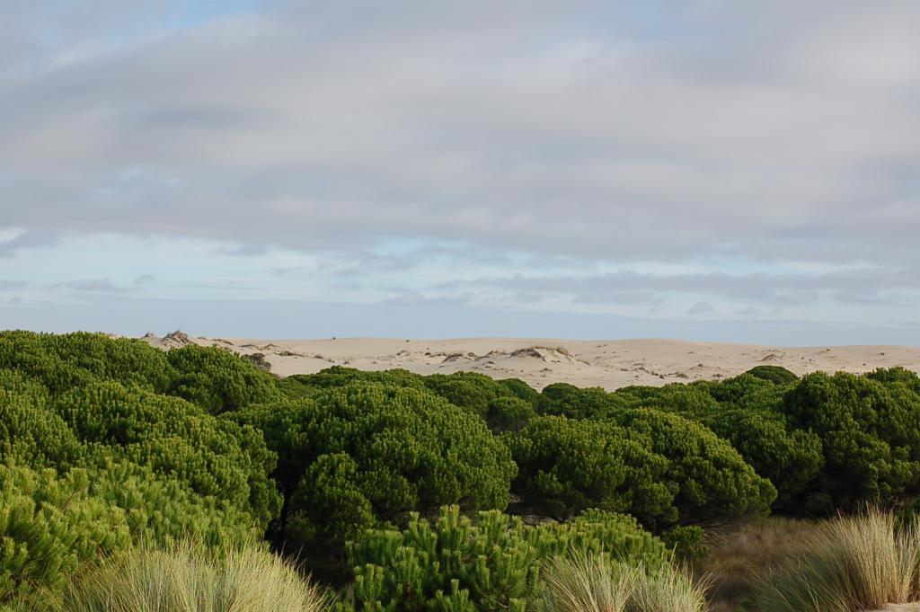 Foto de Doñana (Huelva), España