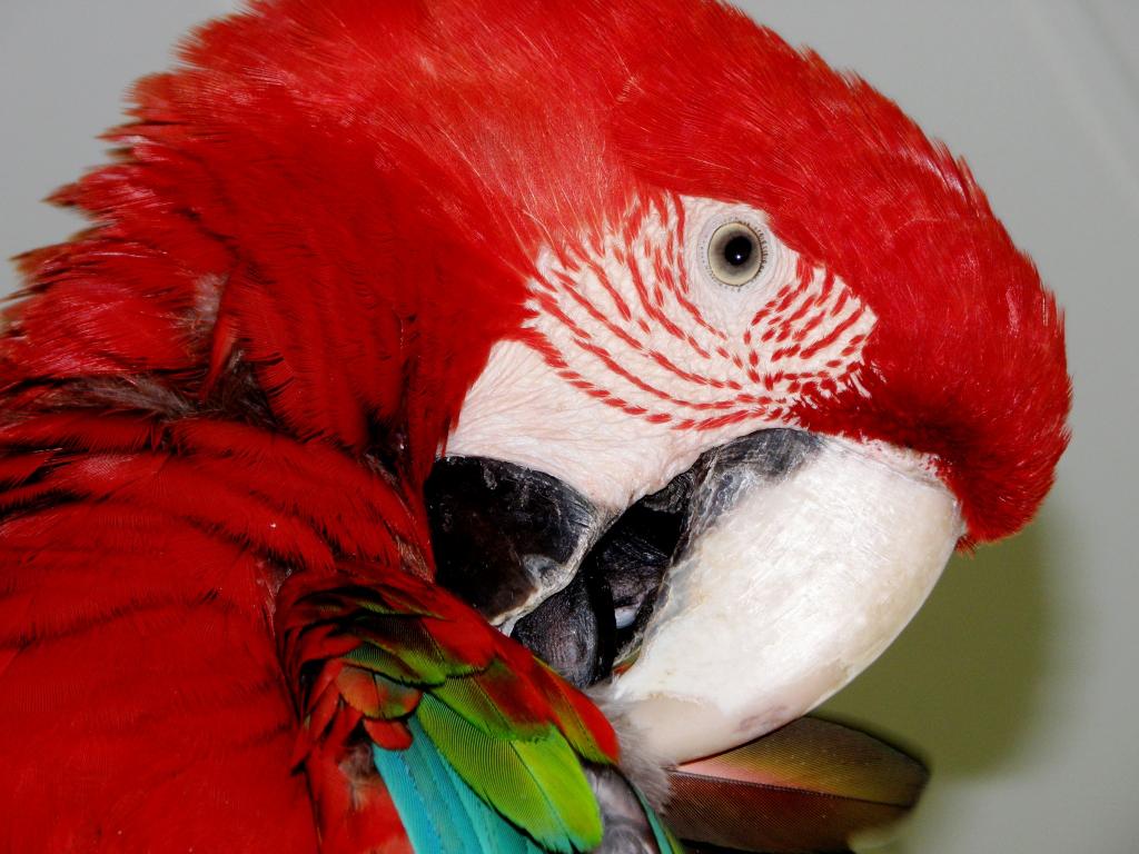 Foto de Belén de Escobar (Buenos Aires), Argentina