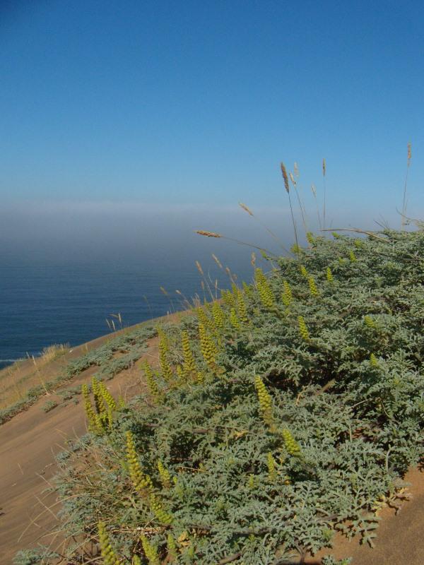 Foto de Concon, Chile