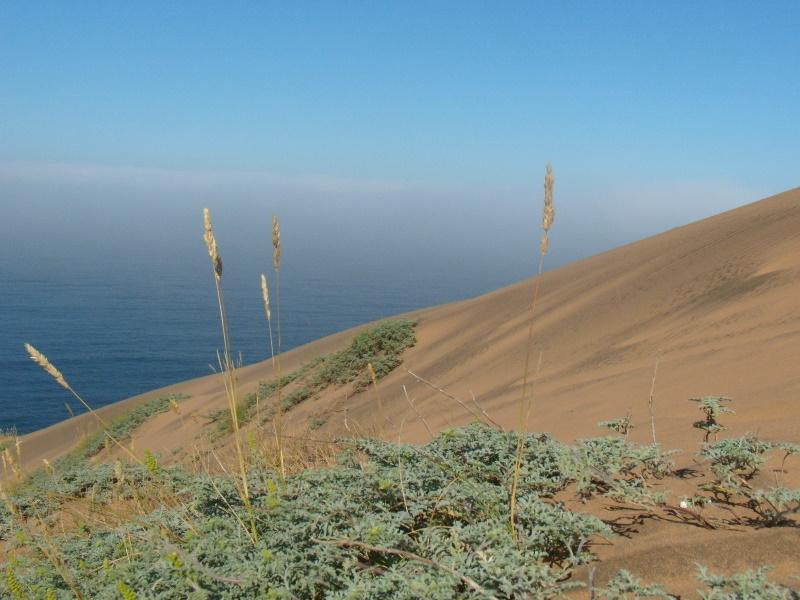 Foto de Concon, Chile