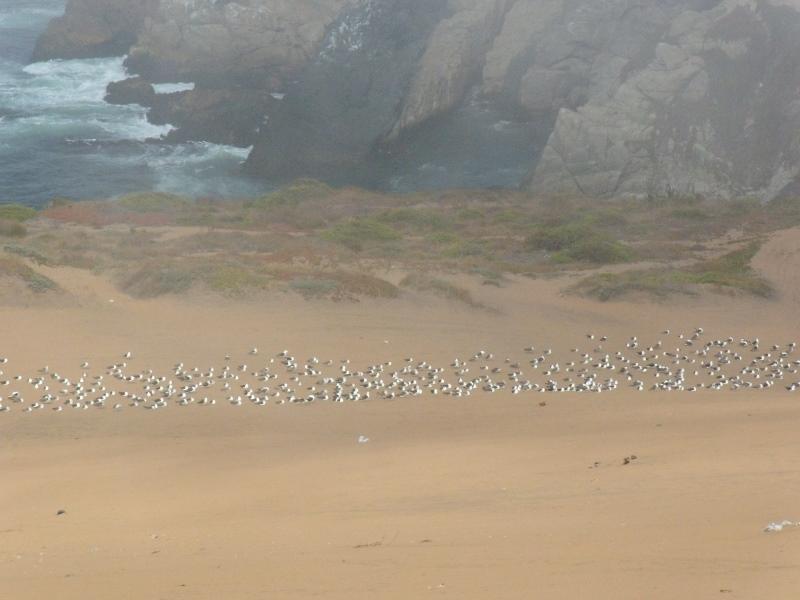 Foto de Concon, Chile