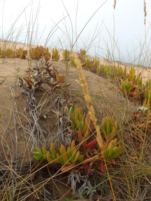 Foto de Concon, Chile