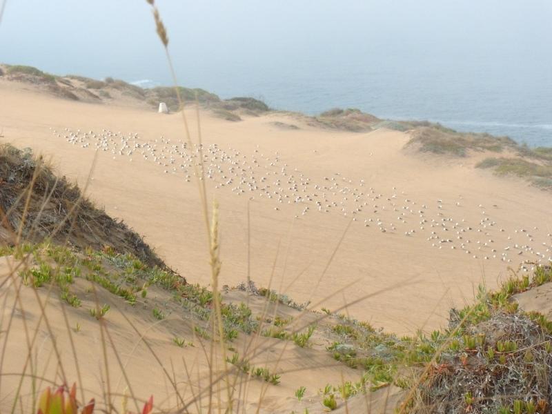Foto de Concon, Chile