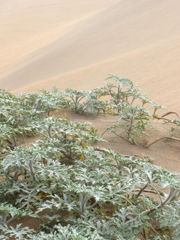 Foto de Concon, Chile