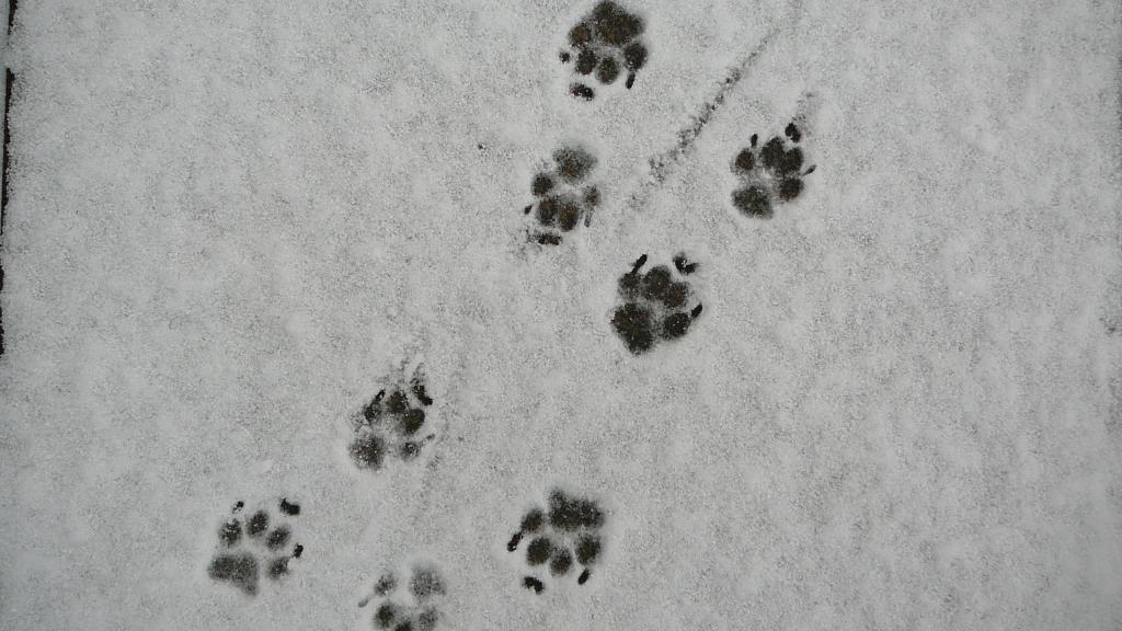 Foto de London, Canadá