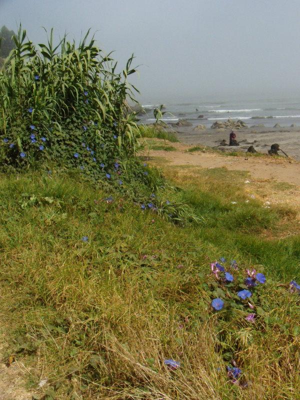 Foto de Concon, Chile