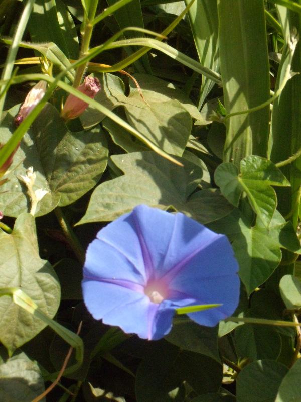Foto de Concon, Chile