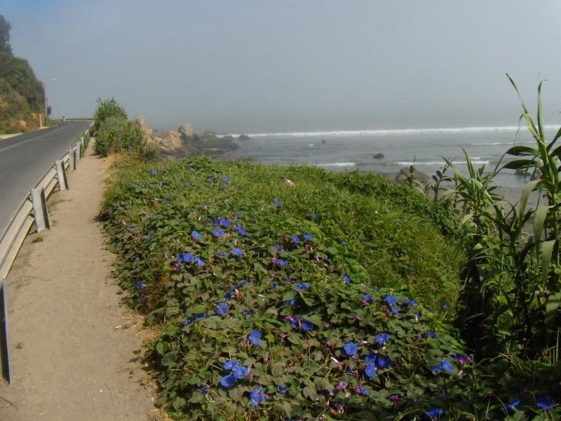 Foto de Concon, Chile