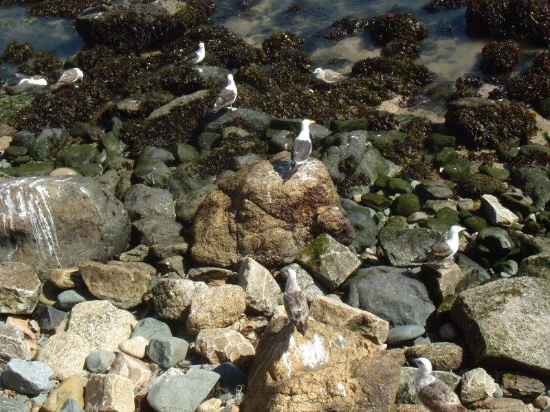 Foto de Concon, Chile