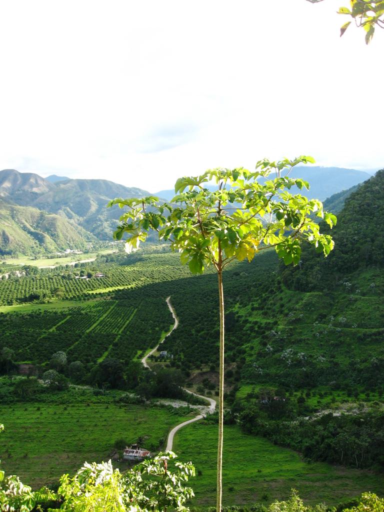 Foto de Chanchamayo, Perú