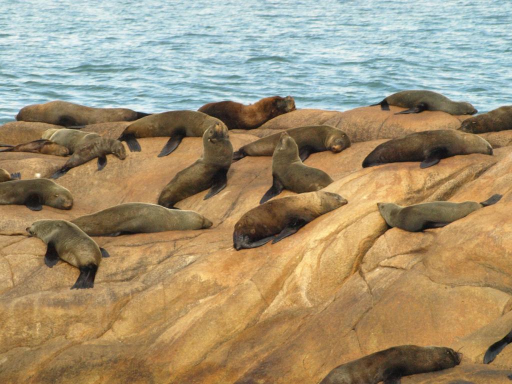 Foto de Cabo Polonio, Uruguay