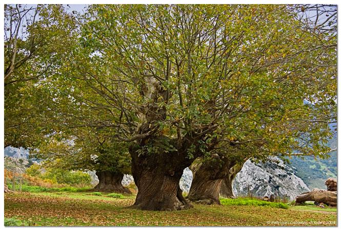 Foto de Cabañes (Cantabria), España