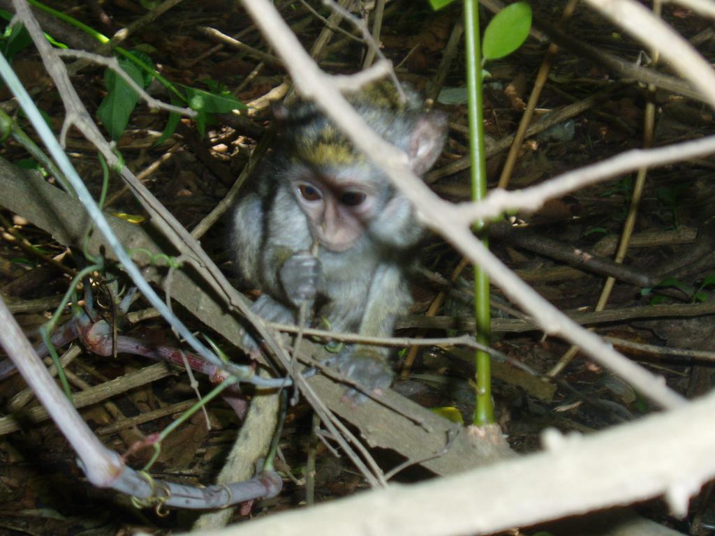 Foto de Lamin, Gambia