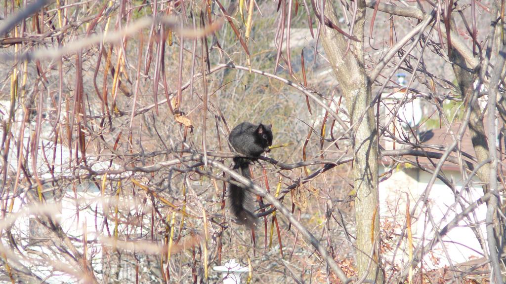 Foto de London, Canadá