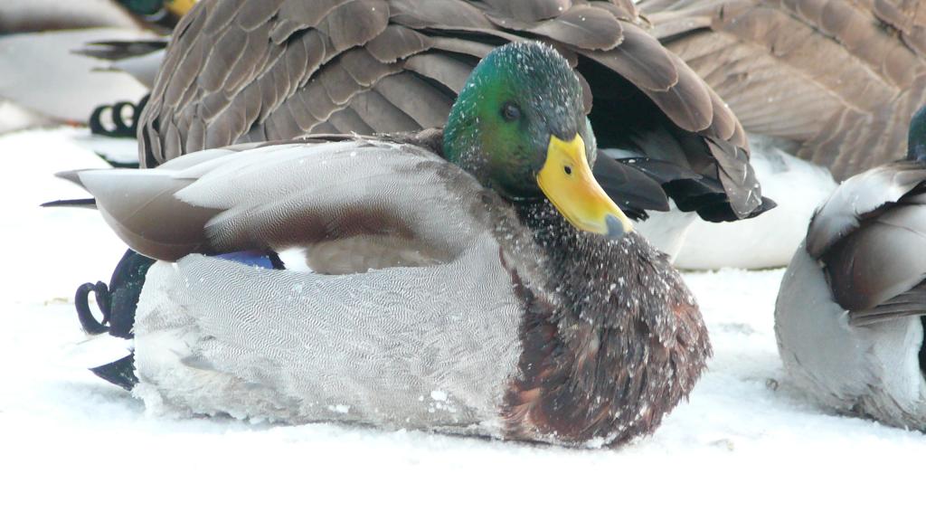 Foto de London, Canadá