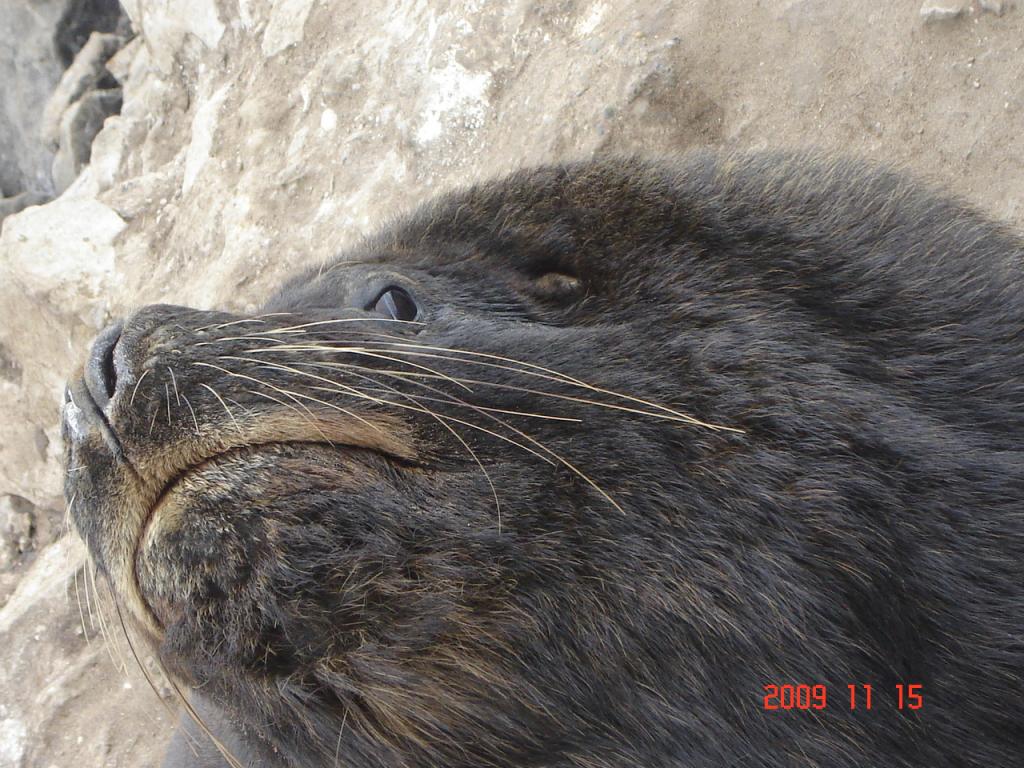 Foto de Mar del Plata (Buenos Aires), Argentina
