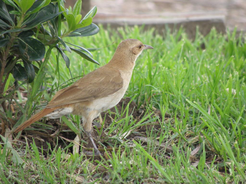 Foto de San Pedro (Buenos Aires), Argentina