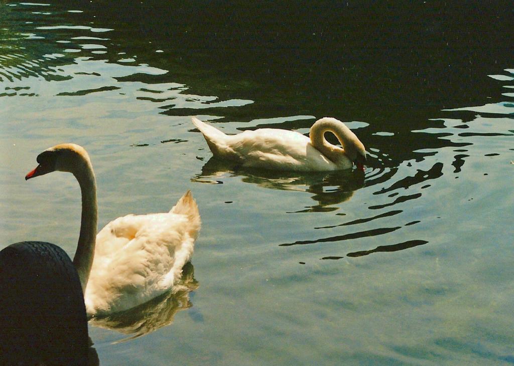 Foto de Gmunden, Austria