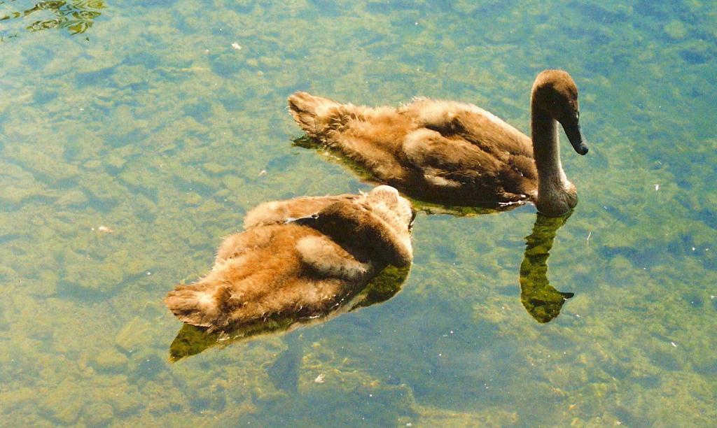 Foto de Gmunden, Austria