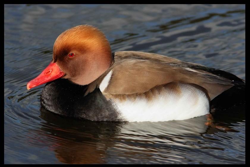 Foto de Barcelona (Cataluña), España