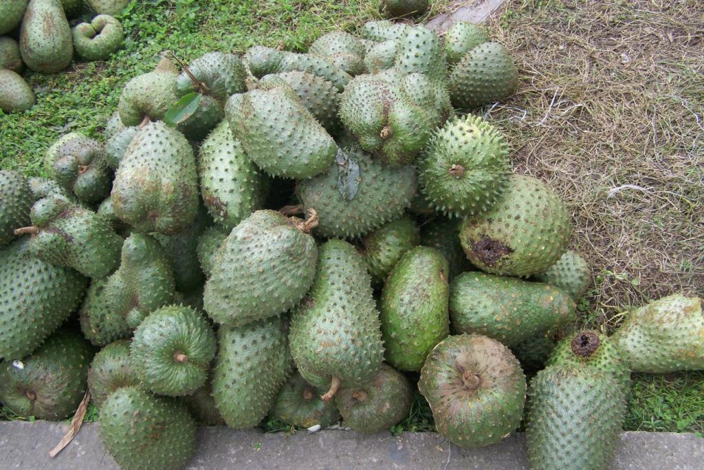 Foto de Santo Domingo de los Sachilas, Ecuador