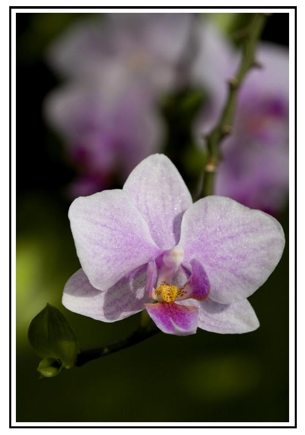 Foto de Barcelona (Cataluña), España