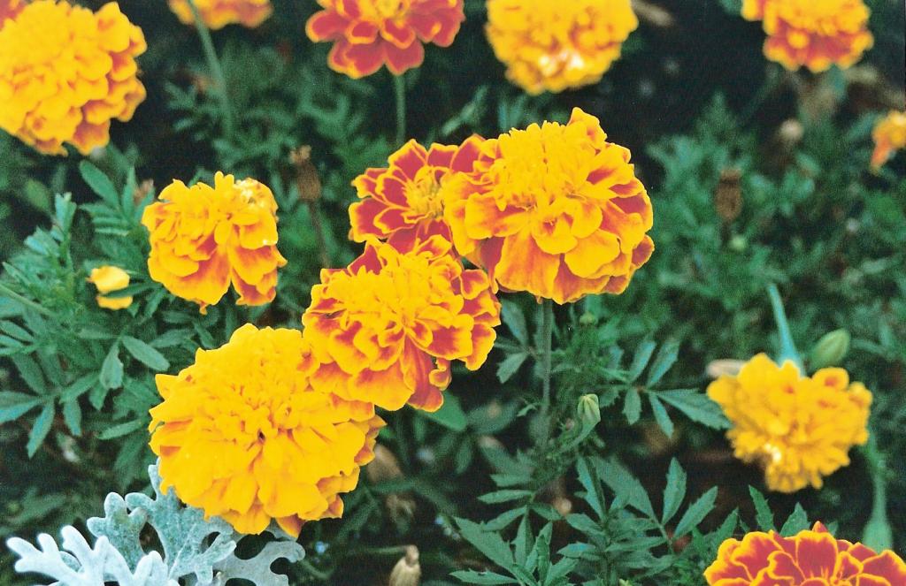 Foto de Herrenchiemsee, Alemania