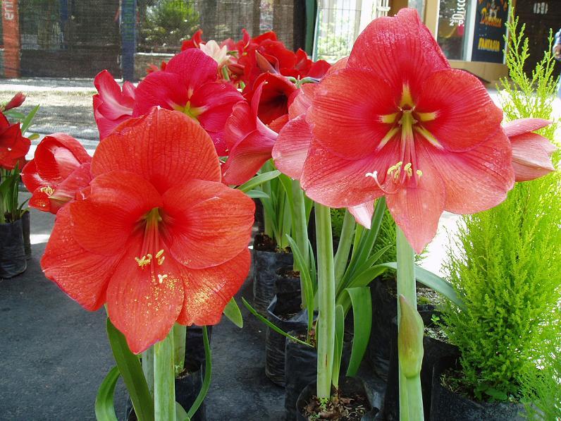 Foto de Cochabamba, Bolivia