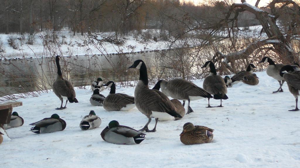 Foto de London, Canadá